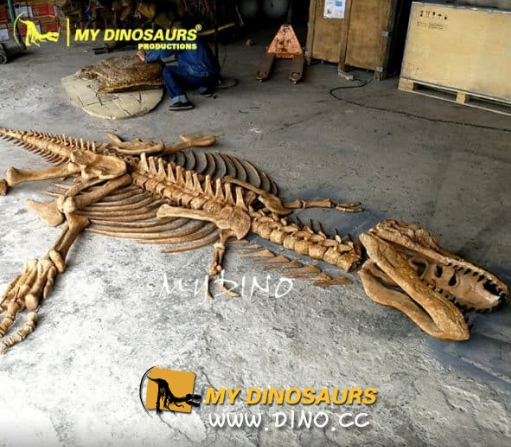 恐龙化石模型.png