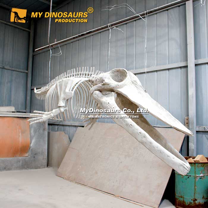 2.5M-blue-whale-skeleton-1
