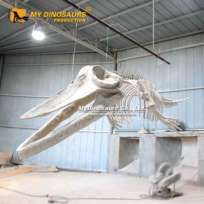 2.5M-blue-whale-skeleton-3