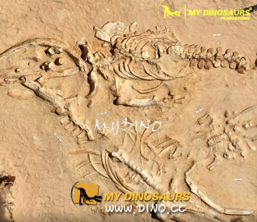 古生物化石.png