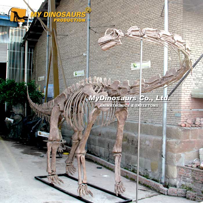 Brachiosaurus-skeleton-1 Brachiosaurus-skeleton-1