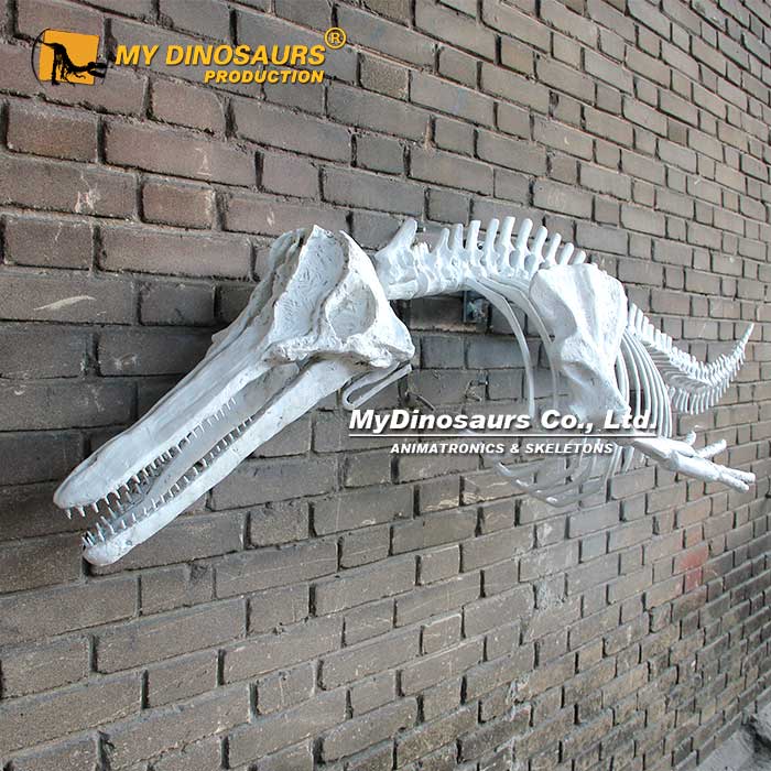 Wall-Mounted-Dolphin-Skeleton Wall-Mounted-Dolphin-Skeleton