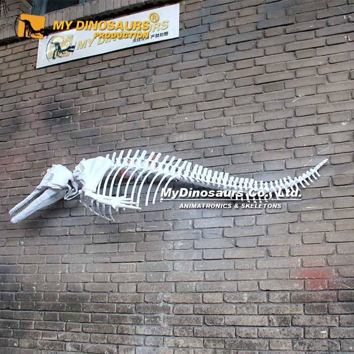 Wall-Mounted-Dolphin-Skeleton-1 Wall-Mounted-Dolphin-Skeleton-1