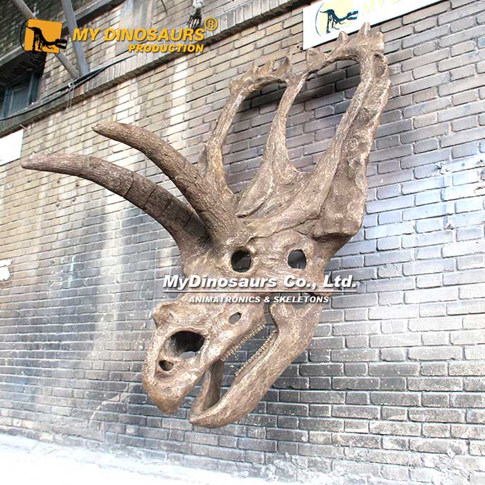 Coahuilaceratops-Skull Coahuilaceratops-Skull