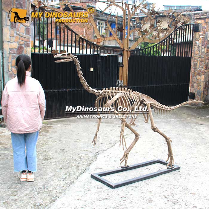 Ornithomimid-skeleton-2 Ornithomimid-skeleton-2