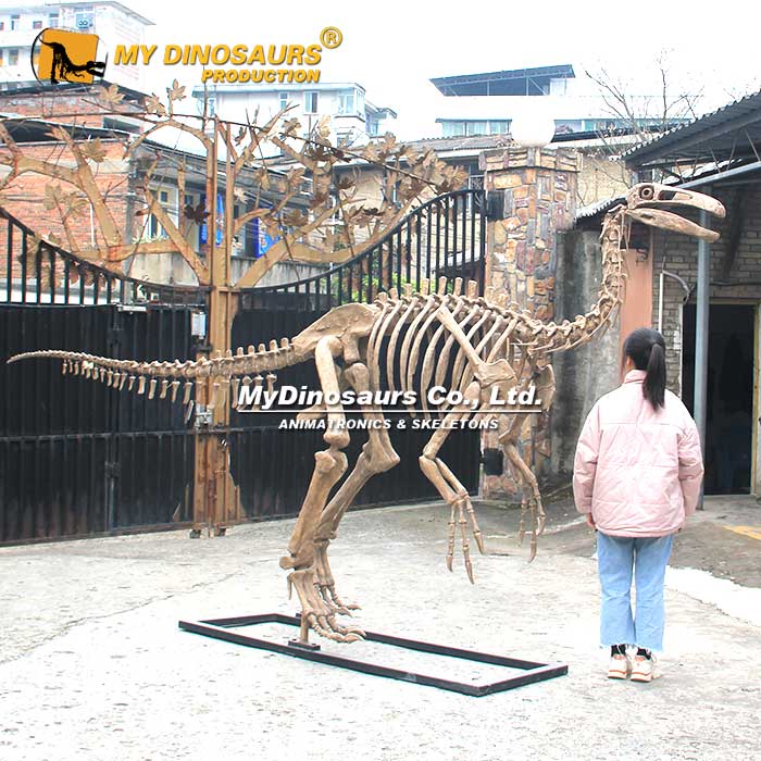 Paraxenisaurus-skeleton Paraxenisaurus-skeleton
