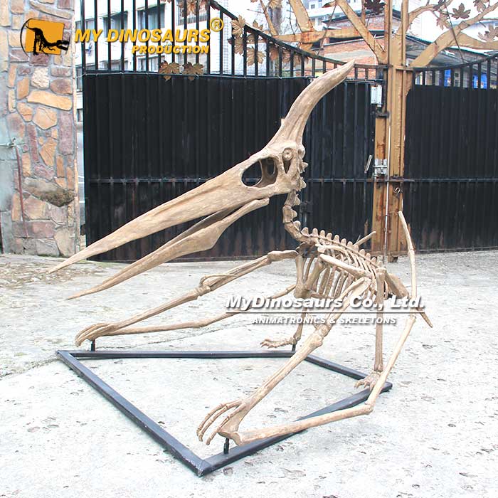 Pterodactyl-Skeleton-1 Pterodactyl-Skeleton-1