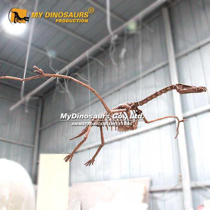 Hanging-Angustinaripterus-Skeleton-2 Hanging-Angustinaripterus-Skeleton-2