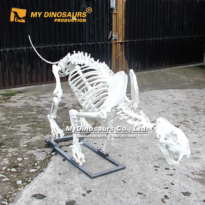 Lion-skeleton-2 Lion-skeleton-2