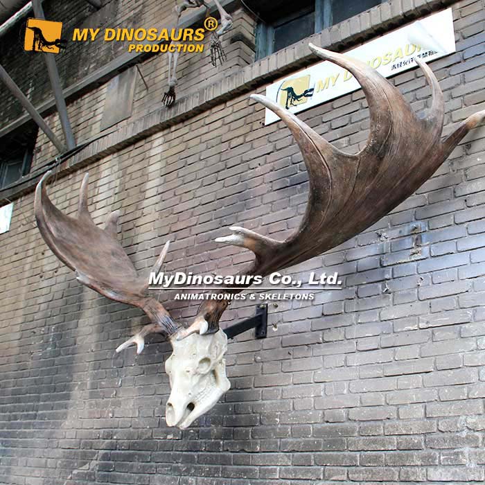 Irish-giant-deer-and-Antlers-2 Irish-giant-deer-and-Antlers-2