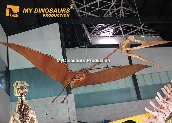 a6572a98ac6979db787bb3c012cceae7_quetzalcoatlus-skeleton-3 a6572a98ac6979db787bb3c012cceae7_quetzalcoatlus-skeleton-3