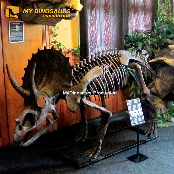 Triceratops-skeleton-1 (2) Triceratops-skeleton-1 (2)