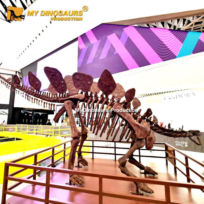 Stegosaurus skeleton Stegosaurus skeleton