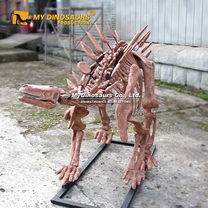 Museum Quality Stegosaurus Skeleton for Sale 5 Museum Quality Stegosaurus Skeleton for Sale 5