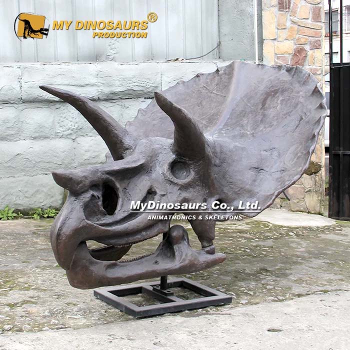 Triceratops Skull 2 Triceratops Skull 2