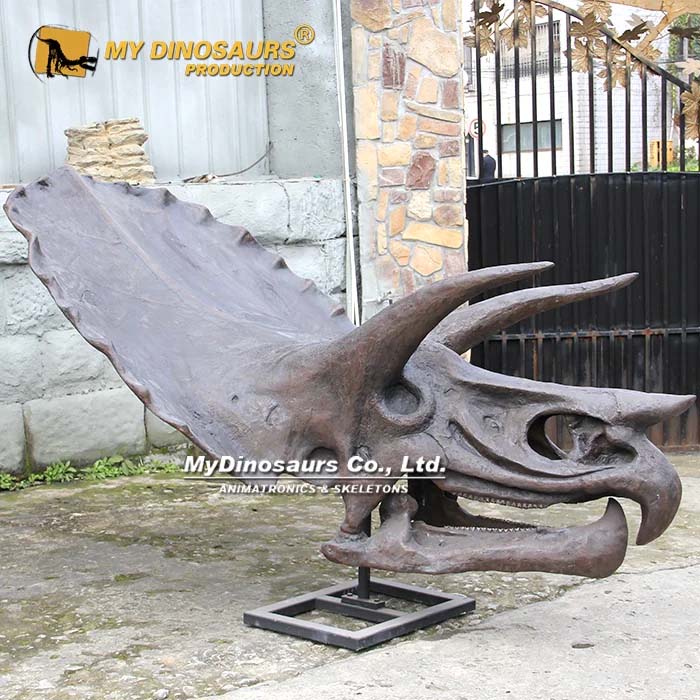 Triceratops Skull 1 Triceratops Skull 1