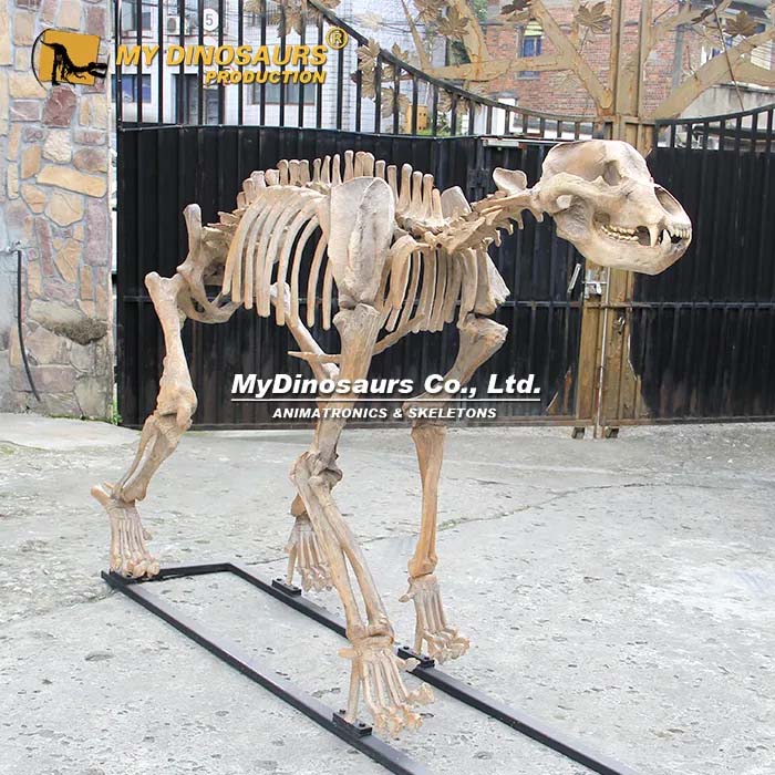 2.5 m Cave Lion skeleton 1 2.5 m Cave Lion skeleton 1