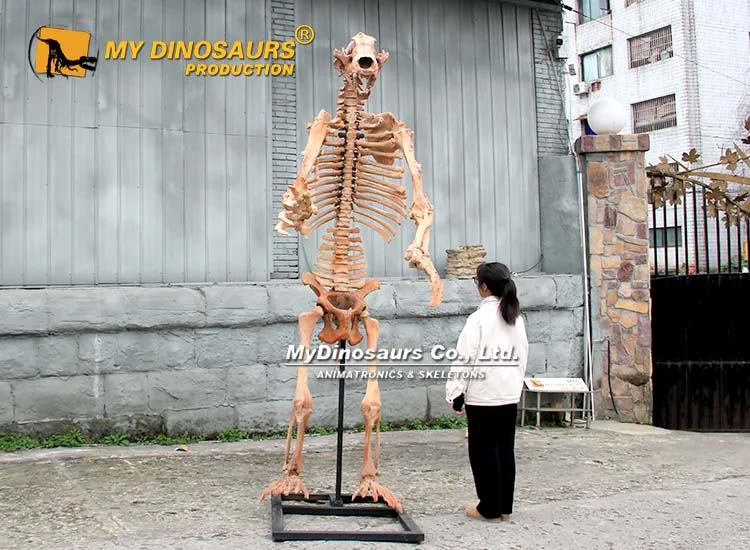 Cave bear skeleton Cave bear skeleton