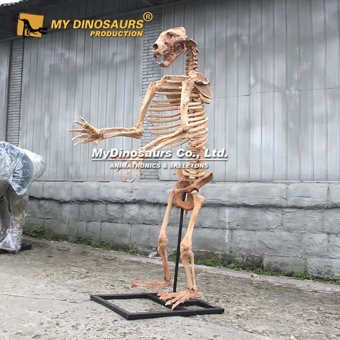 Cave bear skeleton 2 Cave bear skeleton 2