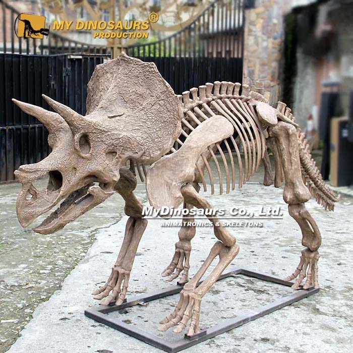 Triceratops Skeleton 2 Triceratops Skeleton 2