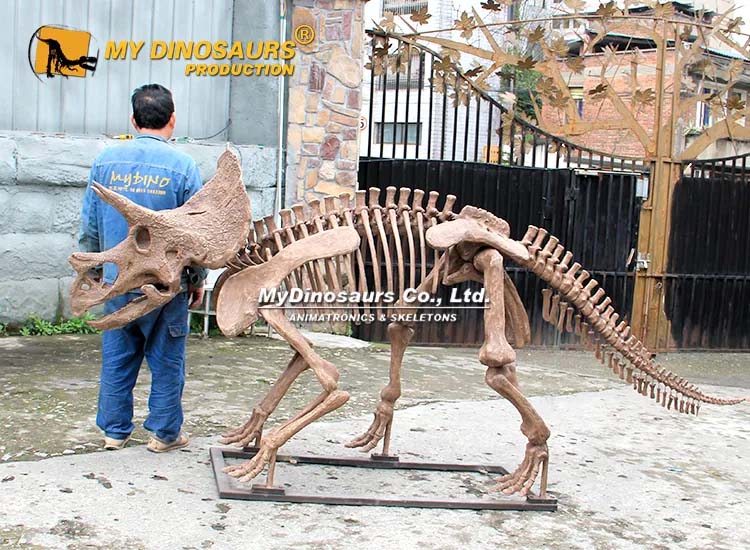 Triceratops Skeleton 3 Triceratops Skeleton 3