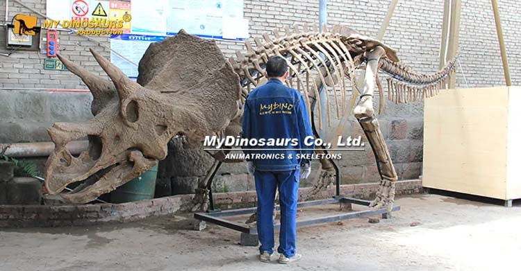 6m Triceratops Skeleton 2 6m Triceratops Skeleton 2