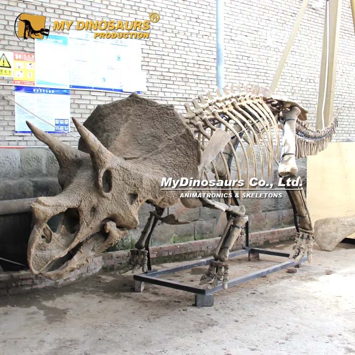 6m Triceratops Skeleton 1 6m Triceratops Skeleton 1