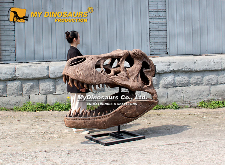 Full Size T-rex Skull Replica Full Size T-rex Skull Replica