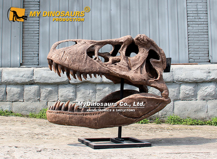 Full Size T-rex Skull Replica 2 Full Size T-rex Skull Replica 2