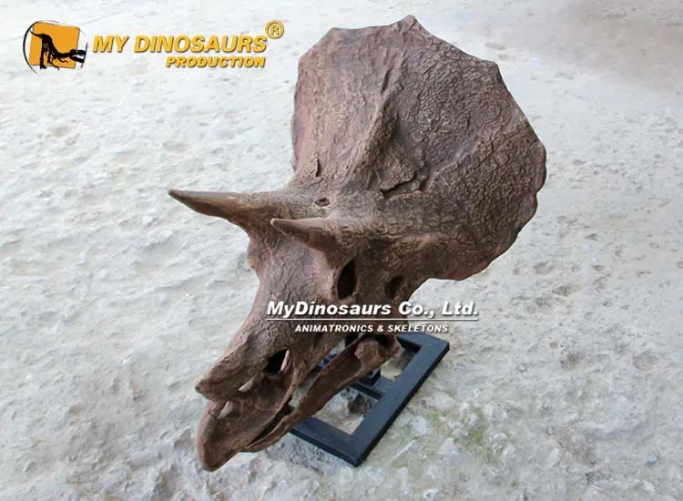 Triceratops Skull 4