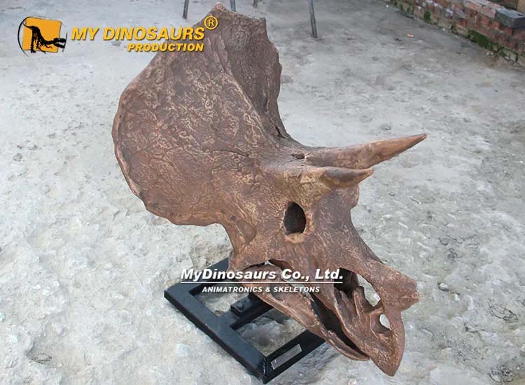 Triceratops Skull 2