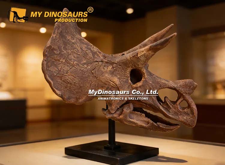 Triceratops Skull