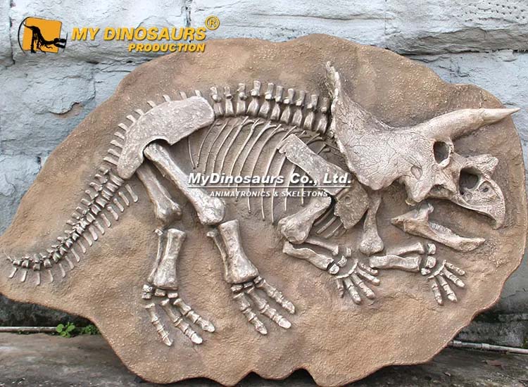 Triceratops Fossil 1 Triceratops Fossil 1