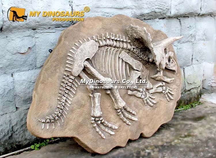 Triceratops Fossil 4 Triceratops Fossil 4