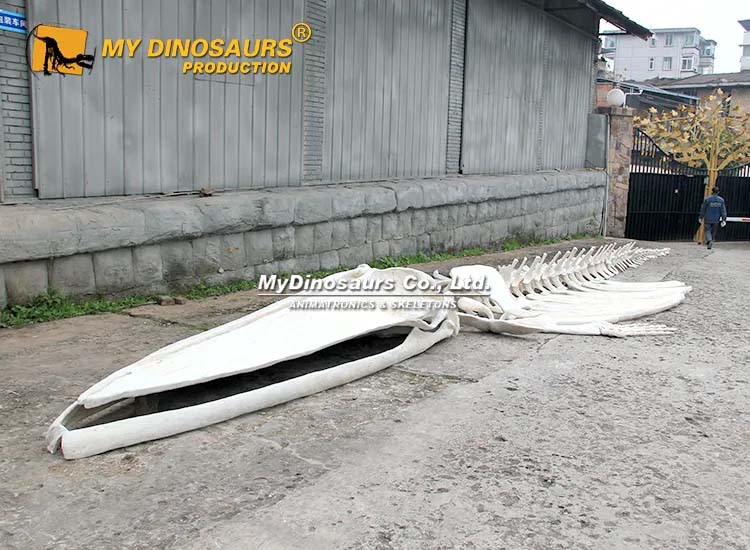 Blue Whale Skeleton Bones 1 Blue Whale Skeleton Bones 1