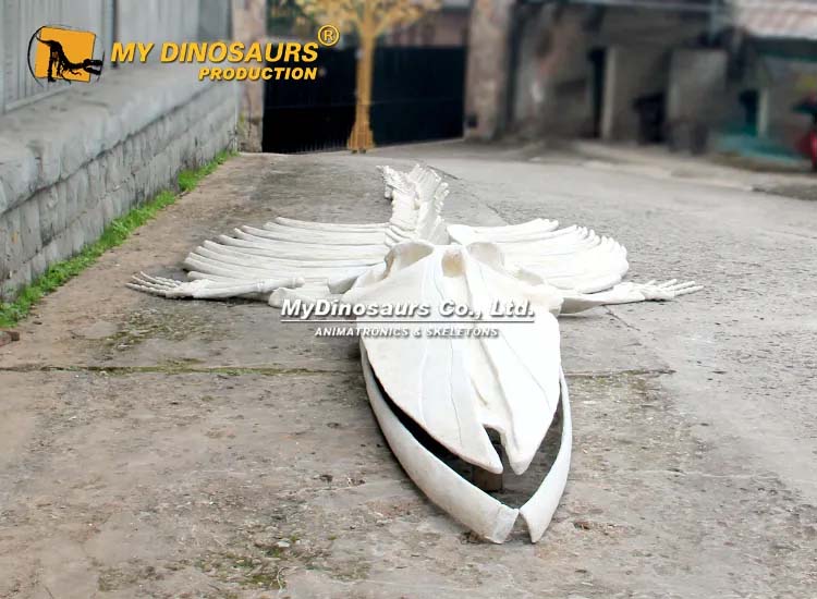 Blue Whale Skeleton Bones 2 Blue Whale Skeleton Bones 2