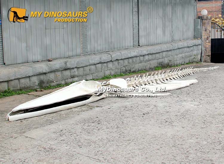 Blue Whale Skeleton Bones 3 Blue Whale Skeleton Bones 3