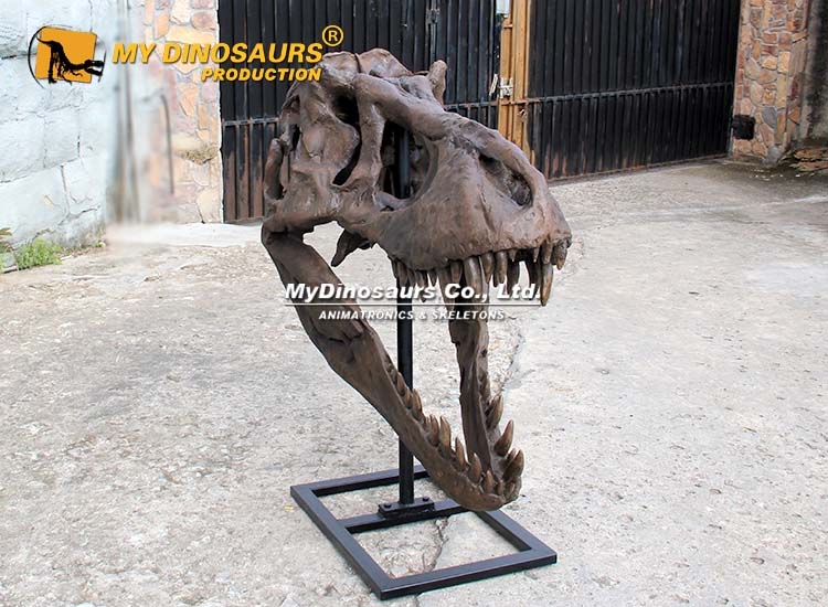 T rex Skull Replica 1.25m 4