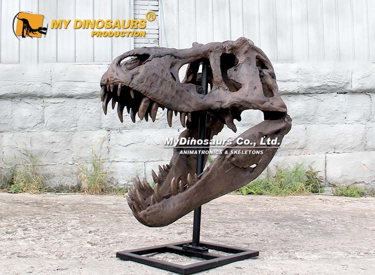 T rex Skull Replica 1.25m 2