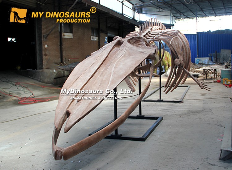 14m Giant Blue Whale Skeleton 3 14m Giant Blue Whale Skeleton 3