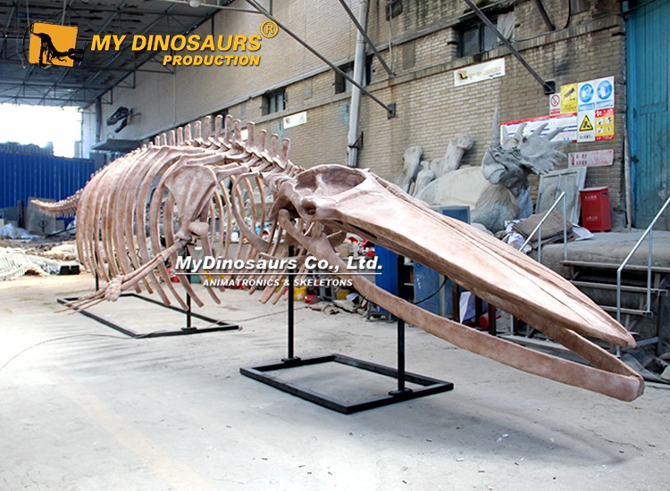 14m Giant Blue Whale Skeleton 2 14m Giant Blue Whale Skeleton 2