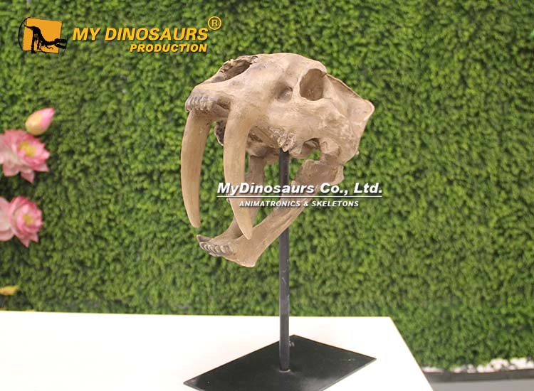 Saber-toothed Skull 2 Saber-toothed Skull 2