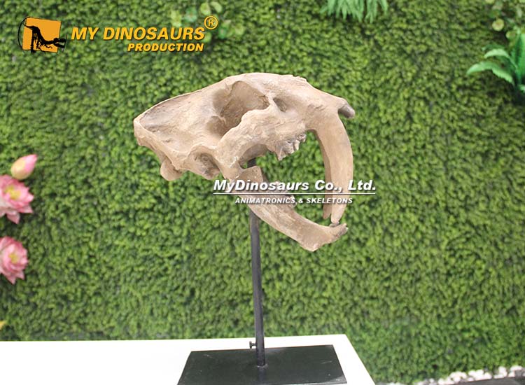 Saber-toothed Skull 4 Saber-toothed Skull 4